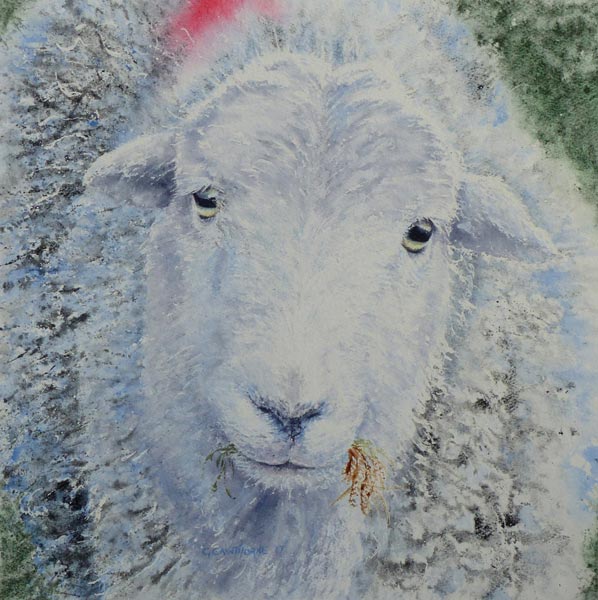 Hungry Herdwick Sheep Gillie Cawthorne Cumbrian Landscape & Portrait Artist