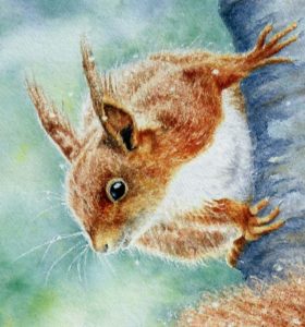 Red Squirrel Watercolour