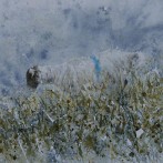 Blue Sheep