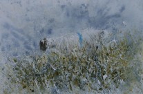 Blue Sheep