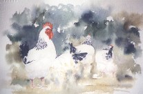 Harem – watercolour painting of Light Sussex cock and hens