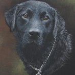 Black Labrador pastel painting