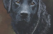 Black Labrador pastel painting