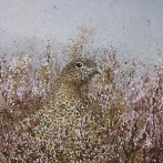Red Grouse Hen watercolour portrait