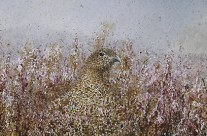 Red Grouse Hen watercolour portrait