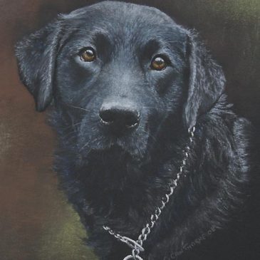 Black Labrador dog painting in pastel (Henry)