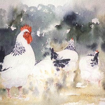 Harem – watercolour painting of Light Sussex cock and hens