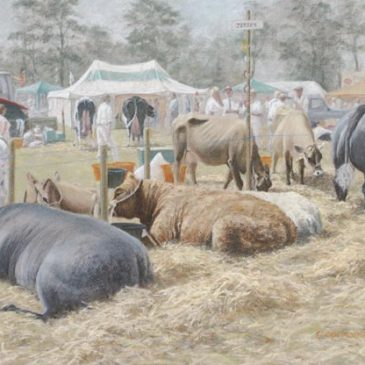 Resting Cattle at Skelton agricultural show