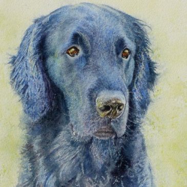 Chico, a Black Labrador dog painting commission