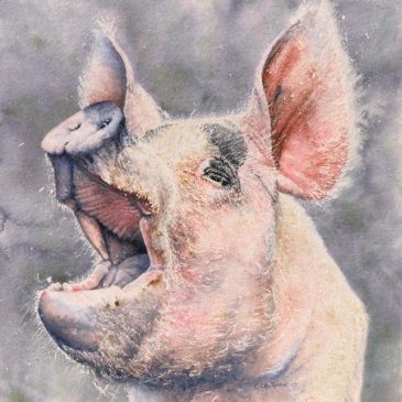 Gloucester Old Spot Sow pig – farm animal painting