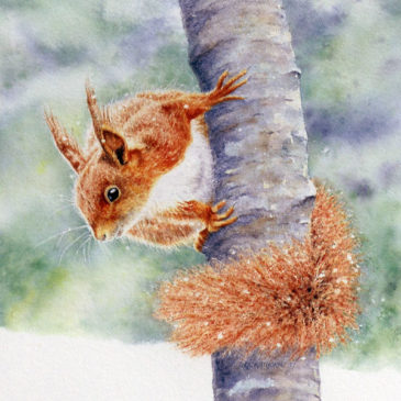 Red Squirrel in Winter – wildlife painting