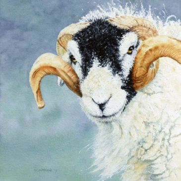 Swaledale Tup – farm animal painting
