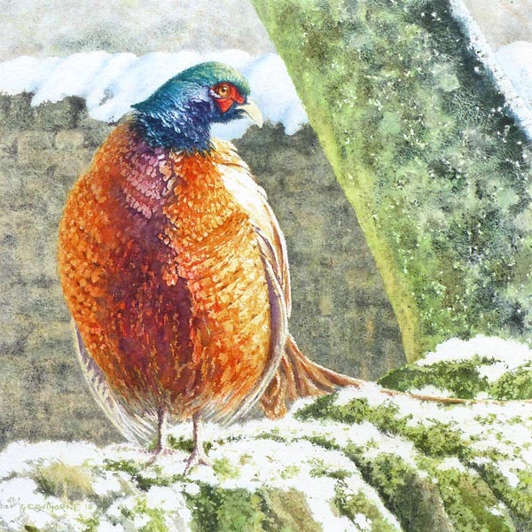 Winter Pheasant, Feathers Fluffed, painting by Gillie Cawthorne