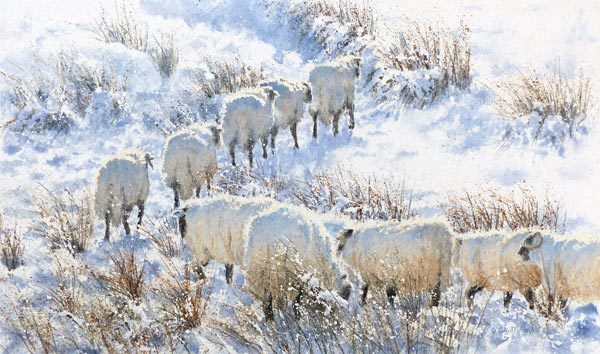 Zig Zag Sheep – farm animal watercolour painting