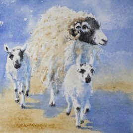 "Swaledale Ewe and Twin Mule Lambs 1" watercolour