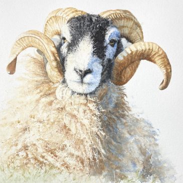 Proud Swaledale Sheep – farm animal portrait painting