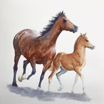 Welsh Cob Mare and Foal – equestrian watercolour