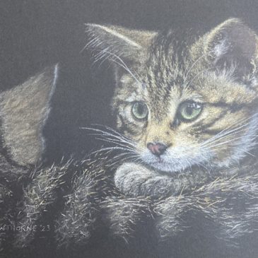 Scottish Wildcat kitten pastel sketch
