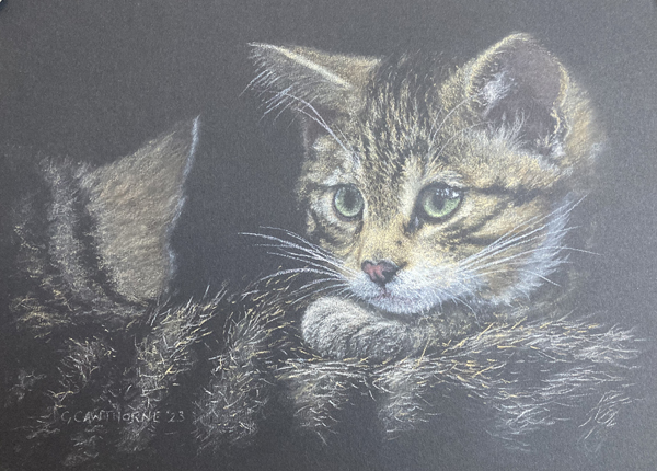 Scottish Wildcat kitten pastel sketch