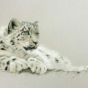 Snow Leopard Pastel Painting of “Yashin”, now at Chester Zoo.